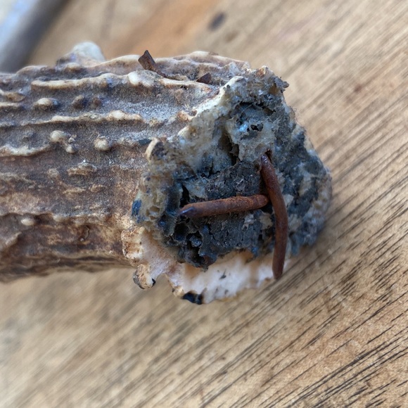 Decorative Antler - Picture 3 of 13